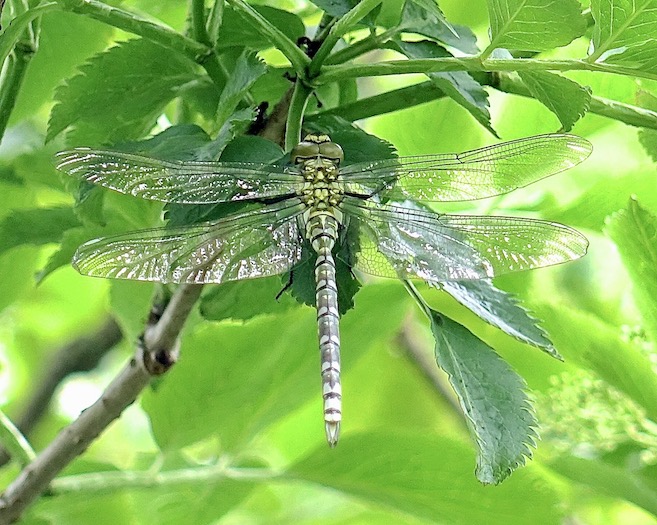 southern hawker